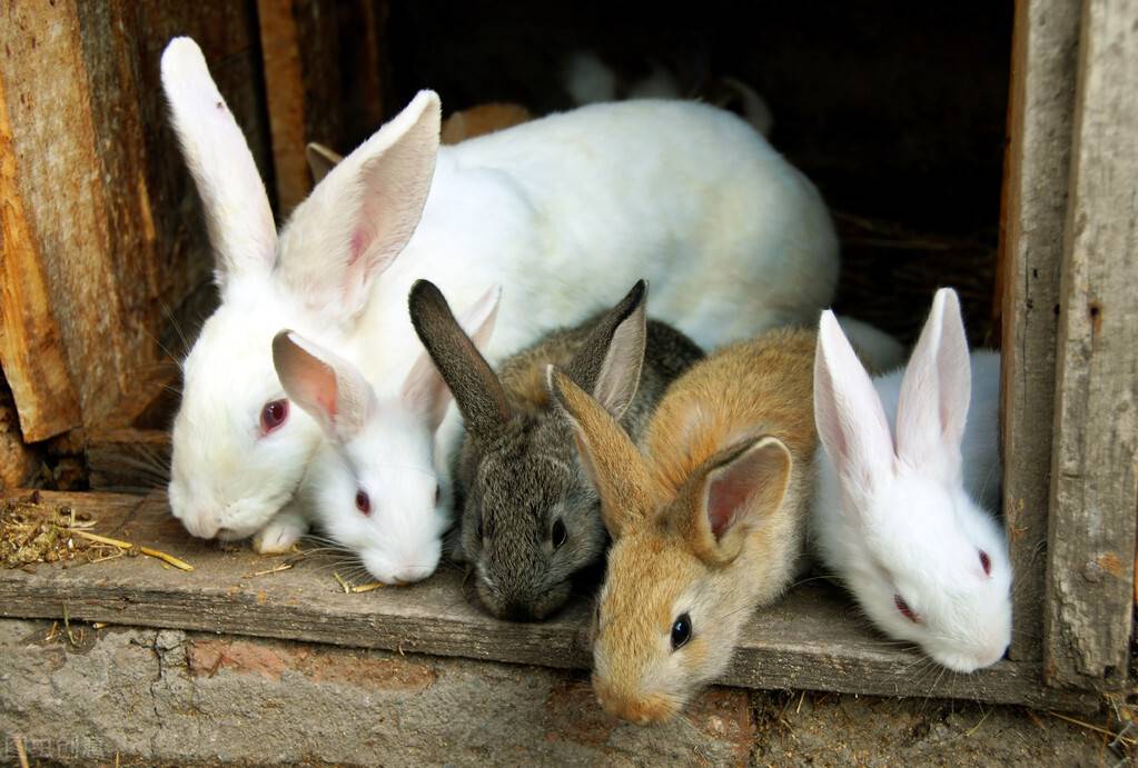 养兔子能不能赚钱-养一千只兔子一年利润-第2张图片