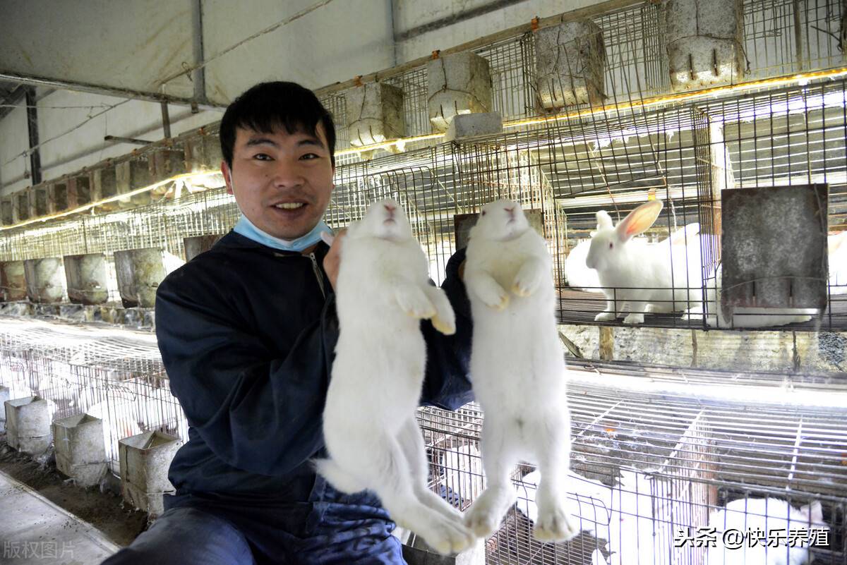 兔子养殖成本利润分析（养一千只兔子一年利润）-第2张图片