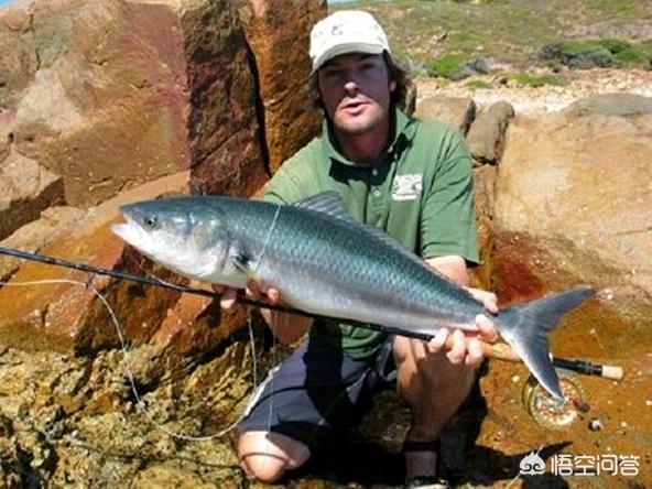 世界上最大的淡水鱼是什么鱼英文（世界上最大的淡水鱼是什么鱼图片）-第6张图片